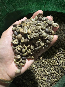 เมล็ดกาแฟอาราบิก้าคุณภาพสูง ผสมผสานจากเมล็ดกาแฟออร์แกนิกปลอดสาร GMO เกรด GCB26 ผลิตจากเวียดนาม สำหรับเครื่องชงกาแฟอัตโนมัติ คั่วแบบออยลี่ - Product Image 3