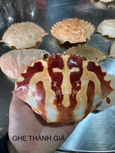 BEST SELLER Natural Dried <b>Crab</b> Shell Wedding Party Restaurant Table Decor Clean Durable VietDelta CO. LTD 2 Year Shelf Life Binh - Product Image 6