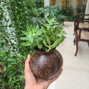 Mini macetas para plantas, las más vendidas, ecológicas, de cáscara de coco. - Product Image 6