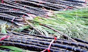 Caña de Azúcar Fresca – Calidad Premium, Jugosa, Dulce, Natural, Saludable // Mr.Tom - Product Image 2