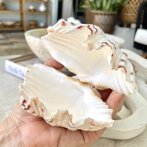 Conchas de almeja gigantes a buen precio, conchas de almeja para decoración, las más vendidas, concha de almeja marina para exhibición en la playa - Product Image 4