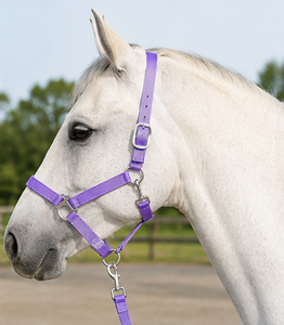 Harnais pour cheval en nylon violet avec boucles métalliques et mousqueton - Product Image 3