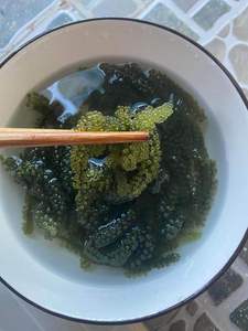 Uvas de Mar Frescas de Vietnam, Caviar Verde, Algas Comestibles, Suministro a Granel, Uvas de Mar Naturales, Ingrediente para Sushi, Ensaladas y Mariscos - Product Image 2