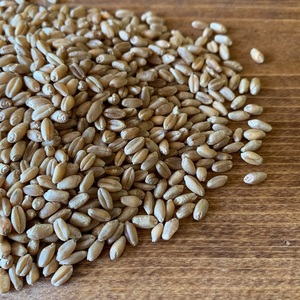 Grains de blé biologiques avec livraison rapide, blé doux doré de qualité avec un taux élevé de gluten, achat en gros au meilleur prix - Product Image 6