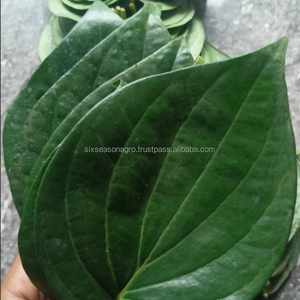 Hojas de Betel Frescas Premium, Hojas de Paan Verdes Naturales de Bangladesh, Calidad de Exportación a Granel, Hojas de Betel Frescas Premium, Hojas de Paan Verdes Naturales - Product Image 1