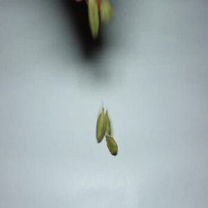 Cardamomo Verde Indio Fresco de Cosecha Reciente, Especia Entera para Exportación a Granel, Empaquetado Minorista y Distribución Global de Ingredientes - Product Image 1