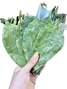 Té de Hojas de Guanábana Secas de Primera Calidad, Té Negro Natural Puro en Bolsitas, Fermentado, Sin Cafeína, para Remojar con Agua Caliente, Saludable, Orgánico - Product Image 3
