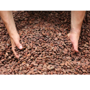 Cocoa <b>Beans</b> Cacao <b>beans</b> Dried Raw Cacao Fermented Cocoa <b>Beans</b> - Product Image 4