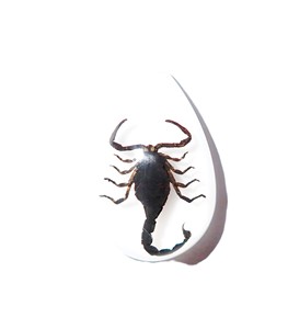 Cabochon Black Scorpion Pear Shape Cut <b>Top</b> 33x22 mm White Flat Bottom for Crafts and Jewelry Making - Product Image 6