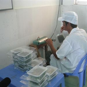 Meilleures ventes : Raisins de mer séchés du Vietnam, algues durables Caulerpa Lentillifera, haute valeur nutritive, approvisionnement en vrac - Product Image 2