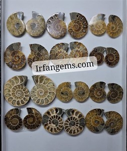 Amonites Fósiles Naturales de Alta Calidad al por Mayor, Espécimen Mineral en Rodajas, Pequeños Fósiles de Amonites en Venta, Lote de Piedras para Joyería Cabujón - Product Image 4