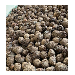 Morceaux de taro congelés du Vietnam pour les épiceries asiatiques et les grossistes en produits alimentaires - Product Image 5