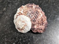 Coquillages mélangés et étoiles de mer naturelles pour décorations de fête sur le thème de la plage