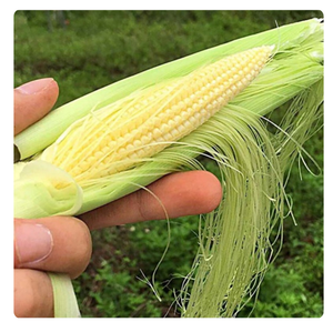 MAÏS BÉBÉ CONGELÉ DE QUALITÉ SUPÉRIEURE POUR L'EXPORTATION | SOURCE DU VIETNAM - Product Image 5