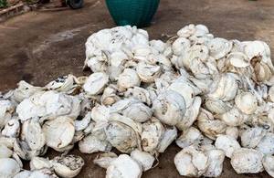 Grado de moldeado de alta calidad de caucho natural Premium Cup Lump de Vietnam para producción industrial - Product Image 2