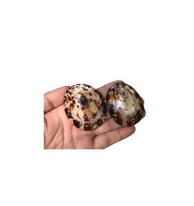 Concha de limpet ovalada de Vietnam de calidad de exportación para colecciones de conchas marinas con acabados naturales pulidos de alto brillo - Product Image 4