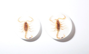 Escorpión Dorado, Espécimen Real, Cabujón de Plástico Redondo de 19x19 mm con Base Plana Blanca para Manualidades y Joyería - Product Image 3