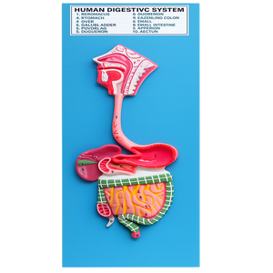Modèle d'anatomie du système digestif humain, coloré, en fibre de verre et métal, 3D, aide pédagogique médicale scientifique pour l'école et la médecine - Product Image 1