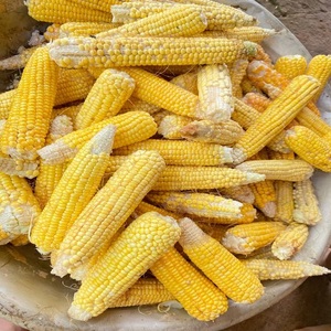 Maíz Amarillo Convencional de Primera Calidad para Alimentación de Ganado con Empaque Personalizado Disponible a Precio de Mayoreo para Exportación - Product Image 3