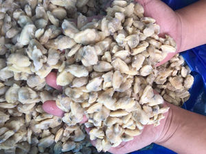 Almejas Blancas Congeladas Ocean Fresh, Cocidas y con Concha, para Importadores de Mariscos - Product Image 6