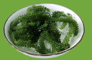 Vietnam Farm Fresh Sea Grapes Seaweed Caulerpa Lentillifera for Salad Sushi Food Ingredient Kitchen and Dining Use - Product Image 2