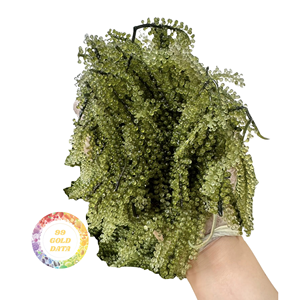 VENTE FLASH - Raisins de mer du Vietnam de qualité supérieure, séchés naturellement, Umibudo, caviar vert, longue durée de conservation, ingrédient facile à préparer - Product Image 5