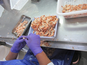 Mejor Precio Camarones Congelados HOSO de Calidad Premium al por Mayor, Listos para Enviar, Grado Alimenticio, Suministro para Exportación - Product Image 4
