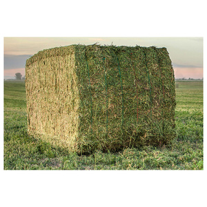 Heno de alfalfa listo para suministro/ Heno de alfalfa con alto contenido de proteínas para alimentación animal - Product Image 5