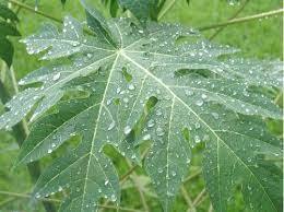 Hojas de Papaya Premium – Naturales, Orgánicas y de Alta Calidad // Mr.Tom - Product Image 3