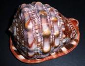 [VENTE EN GROS] |   Cabochon en nacre d'ormeau naturelle |   Inlays de coquillages irisés à haute brillance pour artisanat artisanal - Product Image 3