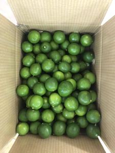 Limón Verde Fresco Sin Semillas de Primera Calidad |   Cítricos 100% Naturales con Pulpa Jugosa para Procesamiento de Jugos y Alimentos |   Marca Blue Lotus - Product Image 3