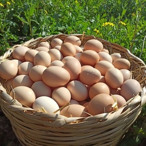 Huevos Frescos de Gallina de Granja, Naturales, Fuente de Proteína de Alta Calidad para un Estilo de Vida Saludable - Product Image 2