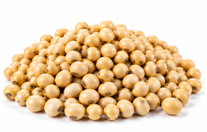 Grano de Soja India para Alimentación Animal, Proveedor y Exportador de Alimento para Ganado a Granel - Product Image 3