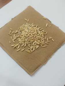 Avena Integral de Grado Alimenticio para Ganado y Vacas, Sin GMO, 18 Meses de Vida Útil, Proveedor Mayorista a Granel - Product Image 2