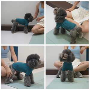 Wholesale Everyday Pet Clothes Blank Cotton Dog <b>T</b> Shirt Custom Logo And Size Pattern Puppy Vest Soft <b>Cat</b> Apparel Plain <b>T</b>-Shirt - Product Image 5
