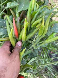 Graines hybrides de piment fort Capital F1 - Product Image 2