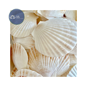 [MEJOR VENTA] |   3 Piezas de Conchas de Caracol Ermitaño Pequeñas, Color Amarillo, Blanco, Verde y Plateado, Decoración para el Hogar, Venta al por Mayor, Vietnam - Product Image 1