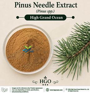Suministro Directo de Fábrica HGO, Extracto de Agujas de Pino (Pinus spp.) Extracto de Grado Alimenticio en Proporciones 4:1 5:1 10:1 20:1 100:1 200:1 - Product Image 1