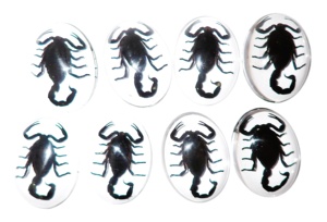 Scorpion noir, spécimen réel, cabochon en plastique ovale 30x40 mm, fond plat transparent pour l'artisanat et la fabrication de bijoux - Product Image 6