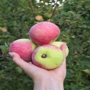 Manzanas Rojas Fuji Frescas al por Mayor, Nueva Cosecha 2026, Manzanas Frescas Royal <span class=keywords><strong>Gala</strong></span> y Red Delicious, Precio de Manzanas Frescas - Product Image 6