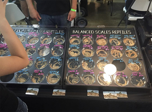 High quality Custom Size 25 Deli Cups Black <strong>Reptile</strong> Stand Table Top <strong>Reptile</strong> Trade Show <strong>Display</strong> <strong>Cases</strong> for <strong>reptile</strong> <strong>display</strong> expo - Product Image 6