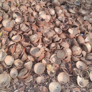 เปลือกมะพร้าวครึ่งซีกสีน้ำตาลธรรมชาติสำหรับงานฝีมือและการเกษตร - Product Image 1