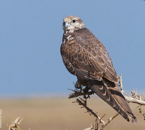 Saker Falcon Premium para Suministro Mayorista y Programas Profesionales de Cría de Halcones para el Comercio Avícola Global y Compradores con Licencia - Product Image 5