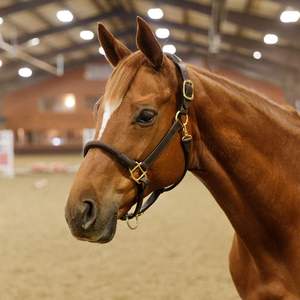 Cabestro de Cuero de Lujo para Caballo con Acolchado Súper Suave y Brida con Cristales de Imitación, Juego de Arreos Ecuestres a Precio de Mayoreo - Product Image 1