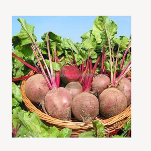 Remolacha Fresca Premium, Remolacha Roja de Granja, Calidad de Exportación, Suministro a Granel desde Bangladesh, Six Season Agro Traders - Product Image 6
