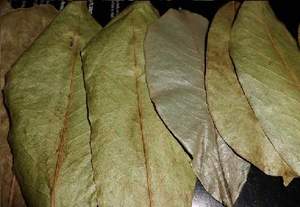 Feuilles de corossol séchées naturelles |   Qualité d'exportation |   OEM et Marque Privée |   Thé en vrac/coupé en petits morceaux/en sachets |   Durée de conservation de 2 ans |   Deltas du Vietnam - Product Image 2