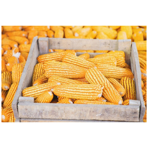 Maíz Amarillo No Transgénico a la Venta, Empaquetado a Granel, Alimento Saludable, Exportador de Alimentos - Product Image 1