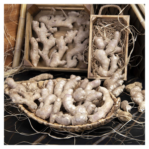 Gingembre frais de haute qualité en gros pour les supermarchés, les marchés de gros, les restaurants et les entreprises agroalimentaires - Product Image 6
