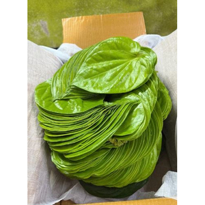 ใบหมากอ่อนสดใช้สำหรับการเตรียมเคี้ยวแบบดั้งเดิมในราคาถูกโดยใบ Paan ของผู้ผลิต - Product Image 1
