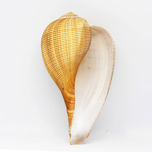 Coquillages décoratifs à bas prix, coquillages naturels de haute qualité, accessoires pour aquarium. - Product Image 3